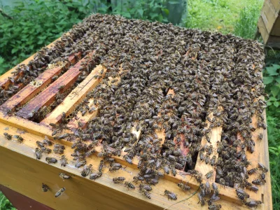 asdfashaass - Niedziela z pszczołami