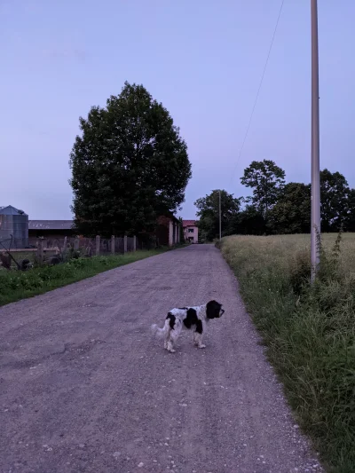 Migajaca_dioda - Ciepły niedzielny wieczór a ja idę z psem przez wieś. 
Czilera i uto...