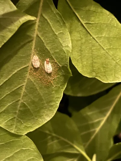 predicat - Takie gowno siedzi mi na magnolii. Wiecie co to?