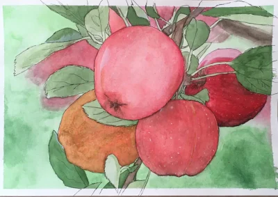 mariaerimos - jabłka
akwarela + micron + biały żelopis na papierze A4
#rysujzwykopem ...