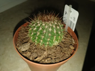 paxmayne - Czy ten kaktus żyje? Ma już parę lat, podlewany prawie nigdy, nie chce ros...