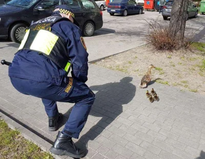 Morf - > Gdzie straż miejska

@JaktologinniepoprawnyWTF: Ratują kaczki, na starsze ...