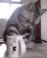 MlodyDziadzio - Smacznej porannej herbatki! #dziendobry #koty