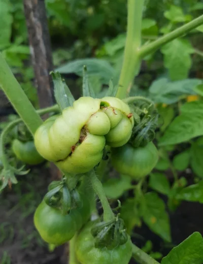 ozzybiceps - Ciekawe co z niego wyrośnie #ogrodnictwo #pomidory