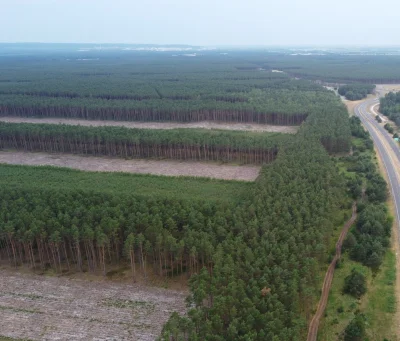 czeskiNetoperek - #polska #fotografia #ciekawostki #lesnictwo #gospodarkarabunkowa