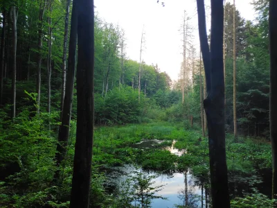 Kaplanka - @R2D2zSosnowca bardzo ładny las, ja się pocieszam spacerami w naszym polak...
