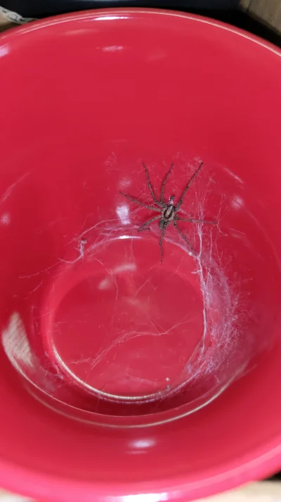 Hiter - @SanchezYZF: ja mam takiego #!$%@? małego w pracy, żywi się mniejszymi pająka...