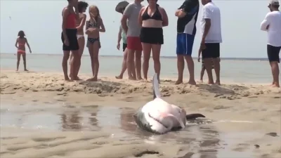 cheeseandonion - !People rescuing a Great White Shark that beached itself chasing a s...