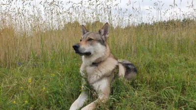 pranko_csv - Bez filtra.
Bez smyczy.
W zbożu.
#prankothewolfdog ' . ' 
#zboze
#tworcz...