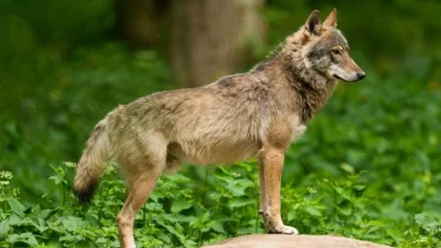 BaronAlvon_PuciPusia - Wilki jedzą bobry <<< znalezisko 
Większości ludzi wilki koja...