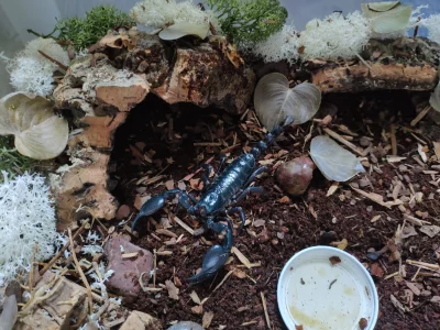 SanddanGlokta - Heterometrus silenus w nowym lokum

#skorpiony #terrarystyka
