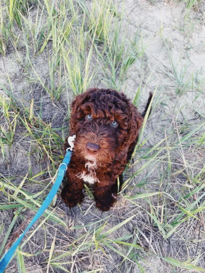 Sieniu - Pierwsze wyjście nad wodę i kopanie w piasku na plaży :)

insta : https://in...