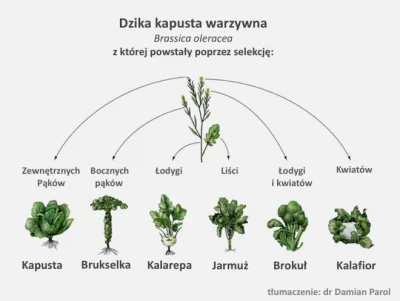 f.....2 - @Rasteris: Dzika kapusta bardziej przypomina zioło niż warzywo. Kiedyś ludz...