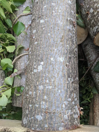 Zielsko - Co to za gatunek drewna? #drzewo