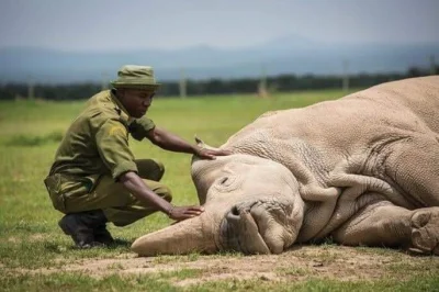 wykops2 - 6 czerwca w Sudanie zmarł ostatni nosorożec biały północny 
Gatunek, który...