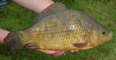 zalp - Te rybki to są karasie i to jest ich normalny rozmiar.

Trzymane w malutkim ...