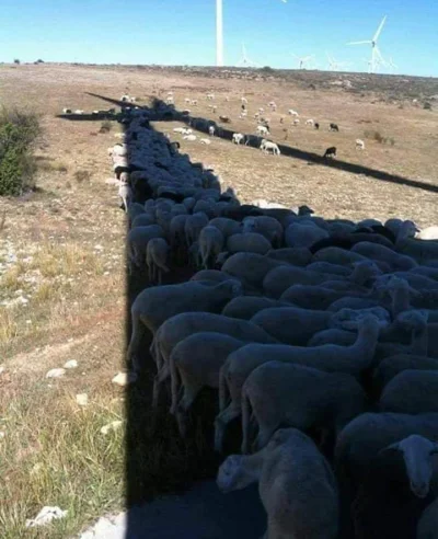 rentiever - Bez drzew poginiemy #ekologia #owce