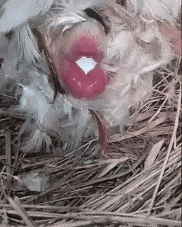 EtaCarinae - #gif #zrytyberet