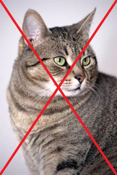 Tessadija - Posiadanie kotów powinno być prawnie zabronione. Trzymanie ich na dworze ...