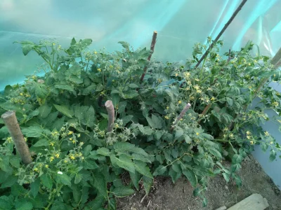 Niewiemja - Pomidory oszalały ( ͡° ͜ʖ ͡°) #ogrodnictwo #rosliny #pomidory
