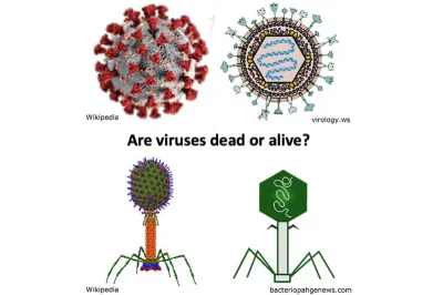 naciski - Wirusy nie są organizmami żywymi, a bardziej cząsteczkami chemicznymi ( ͡° ...