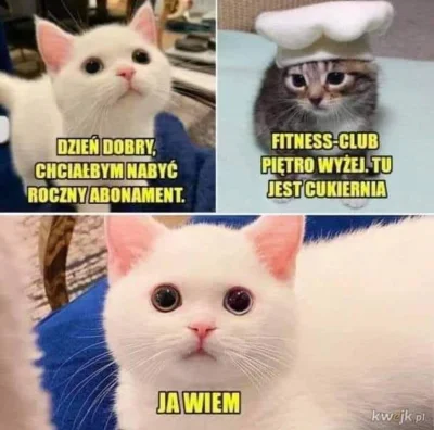 Variety - #humorobrazkowy #koty