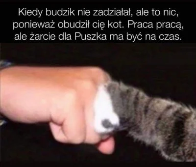 wojciech-dyrets - #smiesznekotki #heheszki #koty #pracbaza