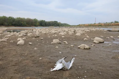 krzywy_odcinek - Życie nad Wisłą