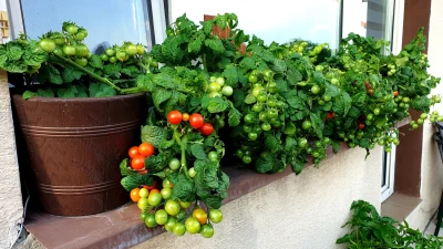 dziczku - #ogrodnictwo #ogrod #pomidory

Szanowni Państwo - jeśli jeszcze ktoś nie zn...