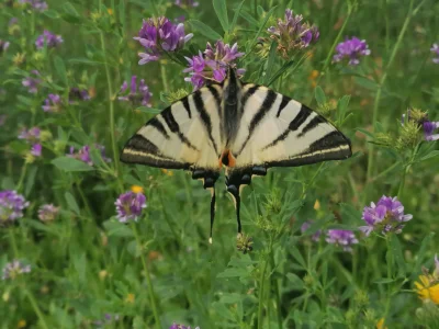 Alcedoatthis - #motyle #owady #natura Paz zeglarz