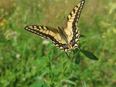 Alcedoatthis - Paz krolowej #motyle #owady #natura #zwierzeta