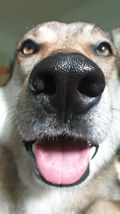 pranko_csv - A więc mówisz że jest Ci gorąco??
Śmieszne.
#prankothewolfdog 
#zwierzac...