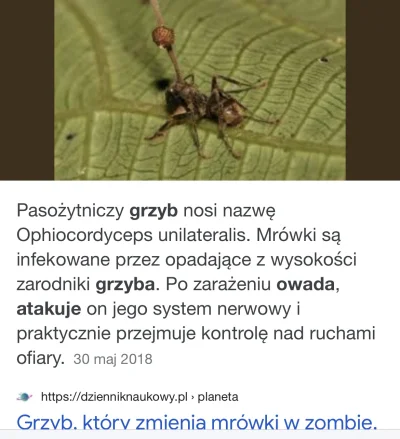 PawcioRacoon - @zielonabiedronka: dają Ci minusy a napisałeś prawdę.