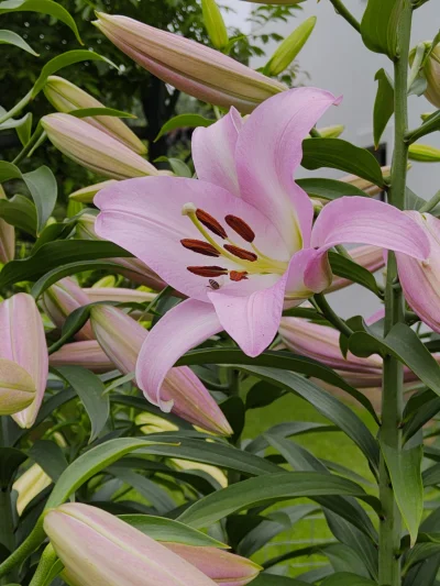 Kosiash - Zaczynamy kwitnienie #lilie #ogrodnictwo