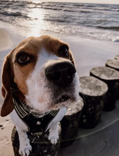 Perzi - Drynio pozdrawia znad morza!
#pokazpsa #beagle #psy
