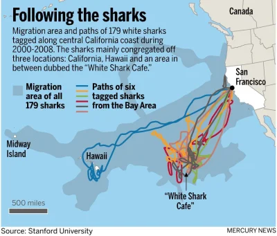 JoeShmoe - Migracje wybranych 6 rekinów na Pacyfiku. #podrozujzwykopem #ciekawostki #...