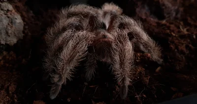 tarantulaKaro - Tliltocatl albopilosus Nicaragua
Powylinkowy futrzak 

#ptaszniki ...