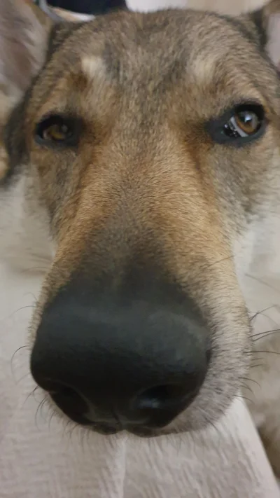 pranko_csv - Ciekawe czy wyjdę jeszcze na dwór...
Hmm...
#prankothewolfdog