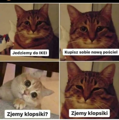 J.....y - Kutwa twoja mać, ktoś ma czysty?
#pytanie #kiciochpyta #koty #smiesznekotk...