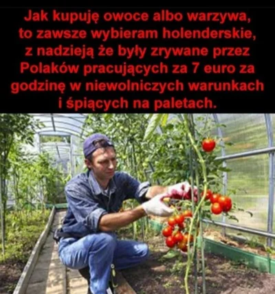 niech_ktos - #polska #patriotyzm #patriotyzmgospodarczy #holandia #pomidory