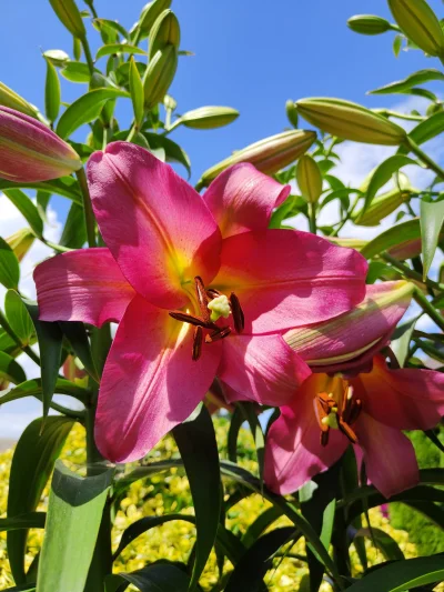 Kosiash - Dzień dobry
 #lilie #ogrodnictwo #kwiaty