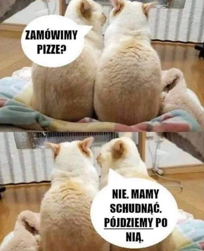 RitmoXL - ( ͡° ͜ʖ ͡°) #heheszki #humorobrazkowy #kitku #koty #pizza