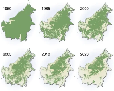 noitakto - @pisanyj: Deforestacja to jest gigantyczny problem. Całe ekosystemy przest...