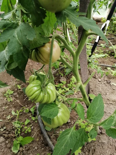 tukanprise - Czy pomidorku można plusa? #ogrodnictwo #pomidory