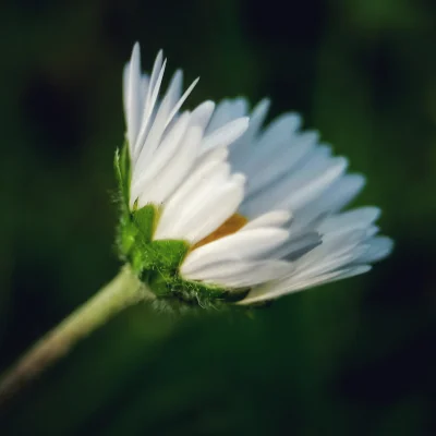 Chodtok - Kwiatuszek dla cb

#dailykwiatuszek2 #dailykwiatuszek