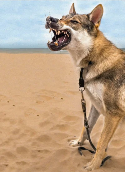 pranko_csv - #prankothewolfdog RAAAAAAAURRRRR