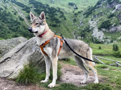 Luna_csv - Śnieżka zdobyta #lunathewolfdog #pokazpsa #gory #karkonosze