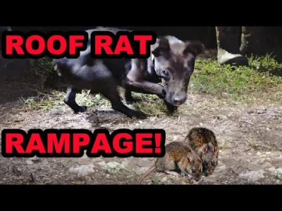 huntforfur - #szczuryposting #smiesznypiesek #zwierzaczki mial ktos szczura? Jak smie...