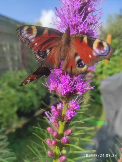 pablo397 - Nie wiedziałem, że motyle tak uwielbiają kwiata Liatrę kłosową. Są tak nią...