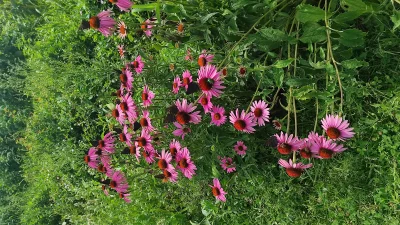 alla232 - Motyle lubią różowe i fioletowe kwiaty. U mnie jeżówka purpurowa jest cały ...